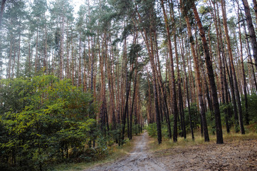Autumn forest. Autumn trees. Ecology forest. Evergreen forest woods