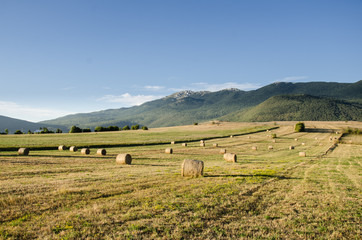 Bale of hay on field