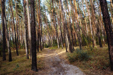 Curve road in forest. Deep autumn pine forest
