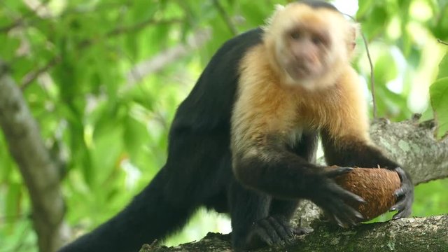 Close up from capuchin monkey very busy to eat the last pieces out a coconut shell in Montezuma Costa Rica