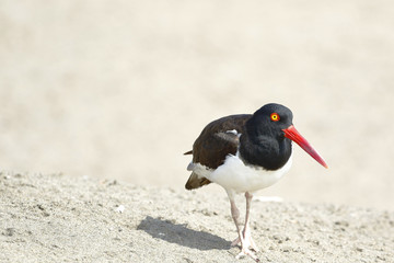 Ostrero Común (Haematopus palliatus)