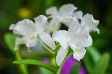 Obraz na płótnie Canvas White orchid plant over natural background