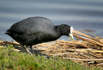 Common coot eating common grass.