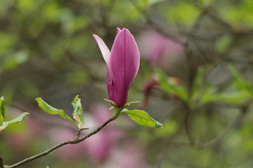 Fiore di magnolia selvatica