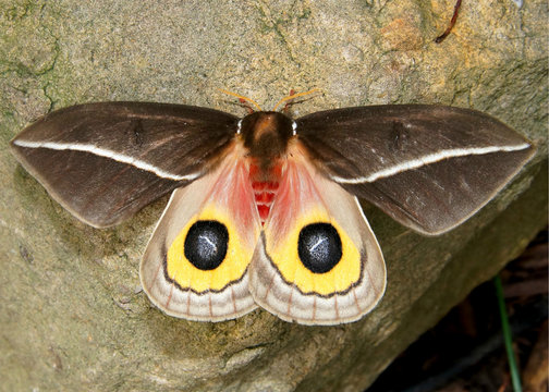 Uncommon silk moth butterfly - Zephyr eyed Silk moth, Automeris zephyria