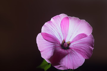 Pink hollyhock  against the broun  background. Close up, selective focus, copyspace left