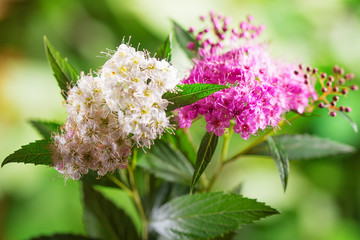The pink flowers of a spirea lit with the sun
