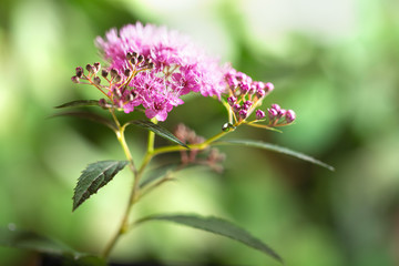 The pink flowers of a spirea lit with the sun