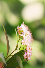 The pink flowers of a spirea lit with the sun