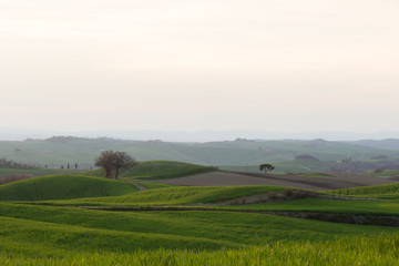 Typical Tuscany landscape, with green, curvy hills and isolated trees