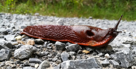 rote Wegschnecke unterwegs © TwilightArtPictures