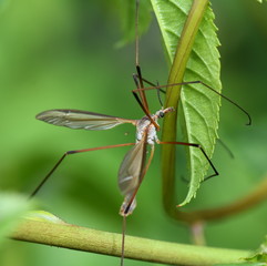 Close-up on True cranefly Tipula paludosa sitting on a green plant