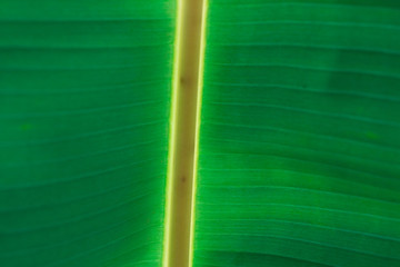 Banana Leaf Close-up
