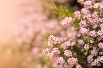Saponaria pink little flowers for holiday gift postcard