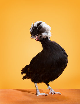 Polish Chicken with Black Feathers on Yellow Background and Wood Surface