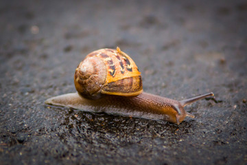 Snail