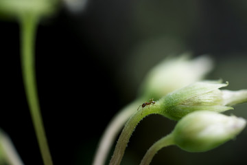 Little ant on flower # 2	