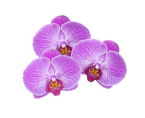 Fototapeta na wymiar Three beautiful pink Orchids