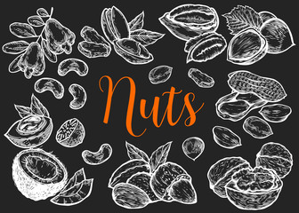 Hazelnut, almond, walnut, peanut, coconut, pecan, pistachio, cashew, nutmeg seed vector. Isolated on black background. Nut milk, butter food ingredient. Engraved hand drawn illustration.