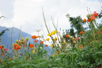 Bunte Blumenwiese mit farbigem Mohn in Südtiroler Berglandschaft