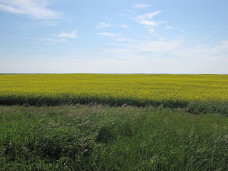 Saskatchewan Feilds