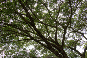 green leaf of treetop and branch with sky