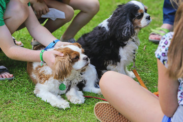 deux chiens de race cavalier king Charles Spaniel caressés par des enfants