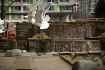 Seagulls flight cityscape medium shot sunny day ecology 