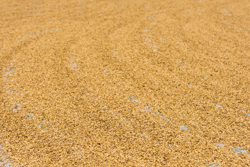 Golden wheat drying.