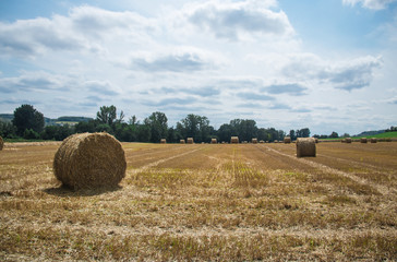 Balles de blé dans les champs.