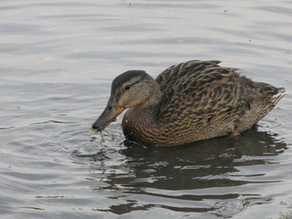 Ducks (mallard)