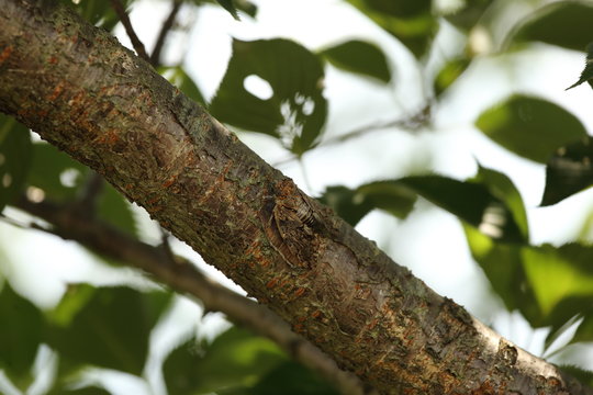 ニイニイゼミ ( Platypleura kaempferi )
