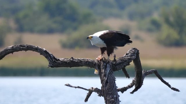 African fish eagle eats a fish while on a tree in Pilanesberg Game Reserve South Africa
