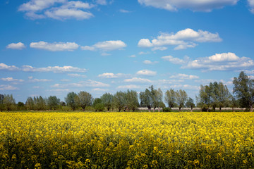 Obraz premium Canola field