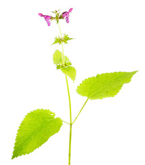 Hedge woundwort (Stachys sylvatica) isolated on white background. Medicinal plant with small purple flowers