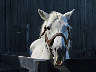White Horse With Teeth