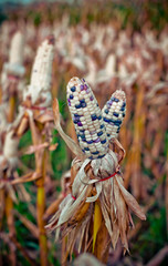 Corn in a corn field ready for harvest