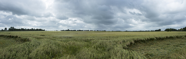 Obraz premium Green wheat field with cloudy sky - Panorama
