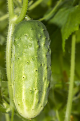 Cucumber on a branch, close-up