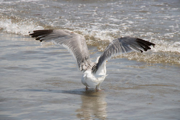 Fototapeta premium Wing Span