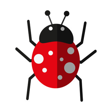 ladybug insect icon image vector illustration design
