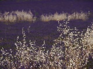 dry grasses befor lavender field 