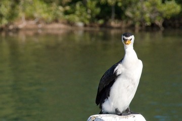 Angry Cormorant Bird standing on a post.