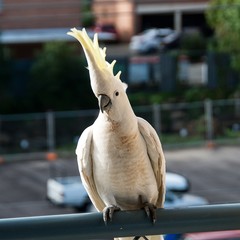 Australian Sulphur Crested Cockatoo close-up standing on a balcony rail with crest on...