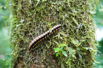 Flat-backed millipede on tree