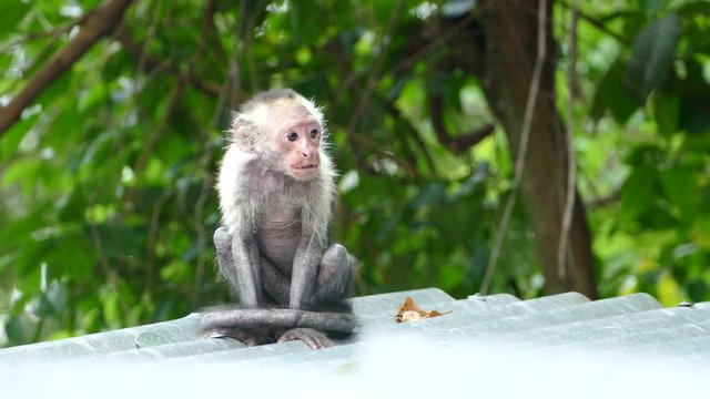 Itchy Capuchin monkey with a bad skin on a rooftop of a building in the forest of Montezuma Costa Rica