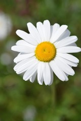 Obraz premium Shasta Daisy Closeup