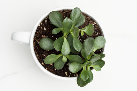 Plant in a Coffee Mug
