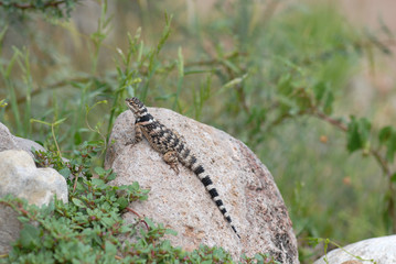 Spiny lizard