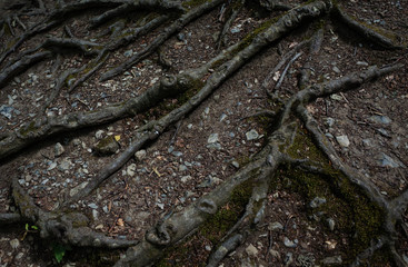The roots of the tree